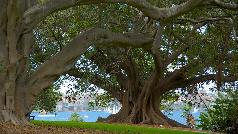 Vườn Bách thảo Hoàng gia – Botanic Garden Sydney