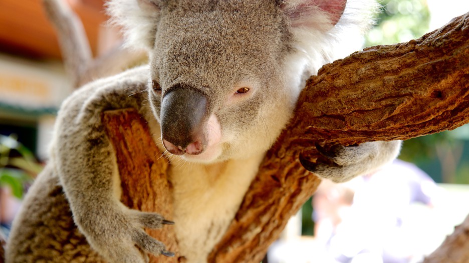 Công viên Wildlife Park – Vườn thú Wildlife Sydney