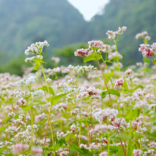 Chương trình du lịch Hà Giang – Cao nguyên đá Đồng văn