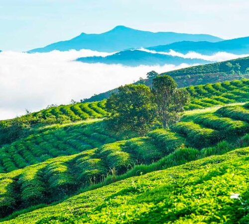 Chương trình tour Săn mây đón bình minh Đà lạt