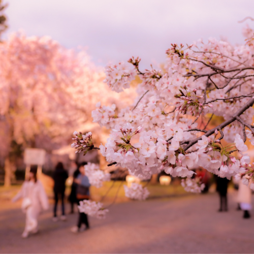Tour Ngắm Hoa Anh Đào Nhật Bản: HÀ NỘI – OSAKA – KYOTO – PHÚ SĨ – TOKYO