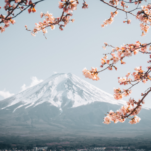 VI VU NHẬT BẢN MÙA HOA ANH ĐÀO 2025