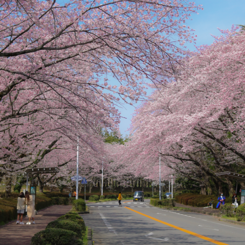 Tour Du Lịch Tokyo Mùa Hoa Anh Đào 2025