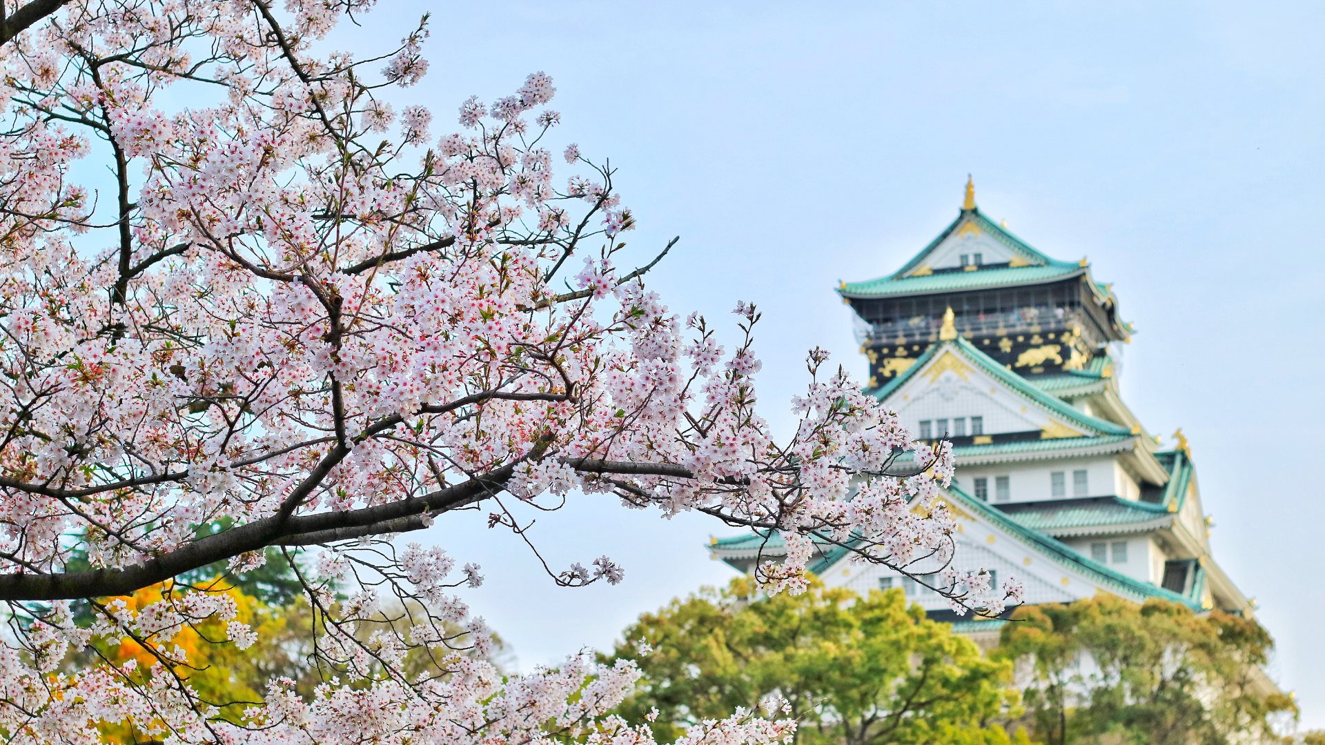 hoa-dao-osaka