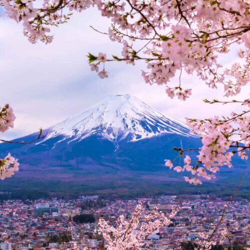 TOUR NGẮM HOA ANH ĐÀO NHẬT BẢN 2025: HÀ NỘI – OSAKA – KYOTO – PHÚ SĨ – TOKYO