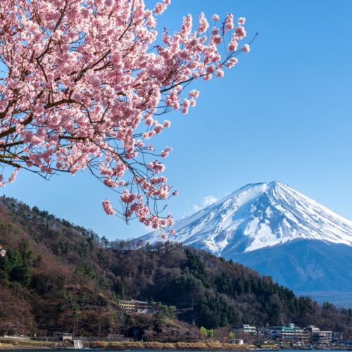 Khám Phá Du Lịch Mùa Hoa Anh Đào Nhật Bản 2025 | 5 Ngày 5 Đêm