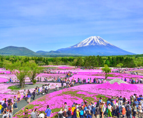 DU LỊCH NHẬT BẢN MÙA HOA TỬ ĐẰNG 2026 – OSAKA – KYOTO – PHÚ SĨ – TOKYO TỪ HÀ NỘI
