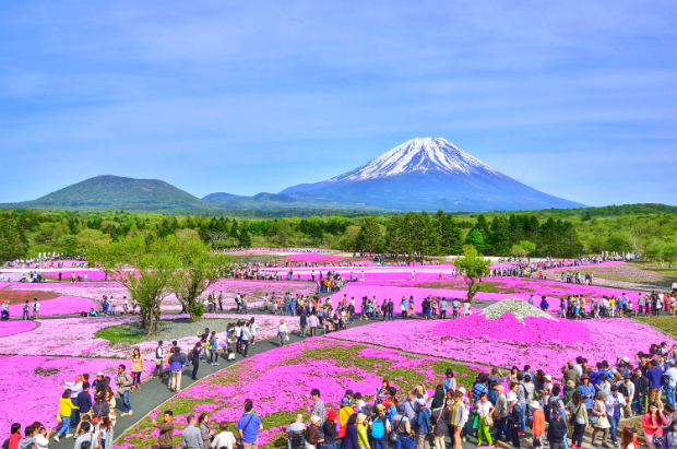 DU LỊCH NHẬT BẢN MÙA HOA TỬ ĐẰNG 2026 – OSAKA – KYOTO – PHÚ SĨ – TOKYO TỪ HÀ NỘI