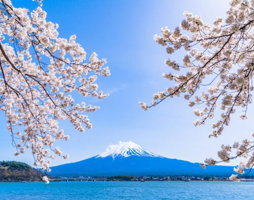 DU LỊCH NHẬT BẢN 2026 – TOKYO – PHÚ SĨ – NAGOYA – KYOTO – OSAKA MÙA HOA ANH ĐÀO TỪ HÀ NỘI