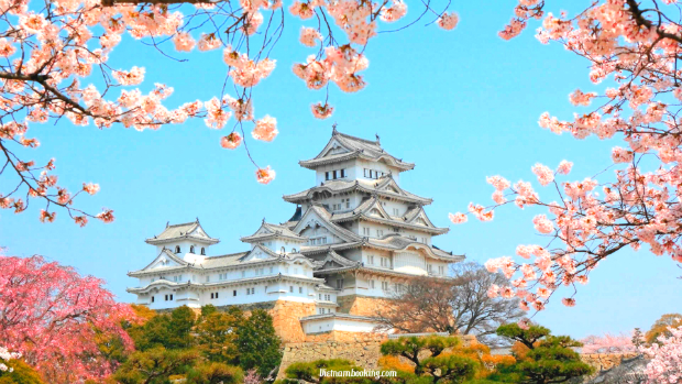 DU LỊCH NHẬT BẢN MÙA XUÂN – TOKYO – PHÚ SĨ TỪ HÀ NỘI 2026