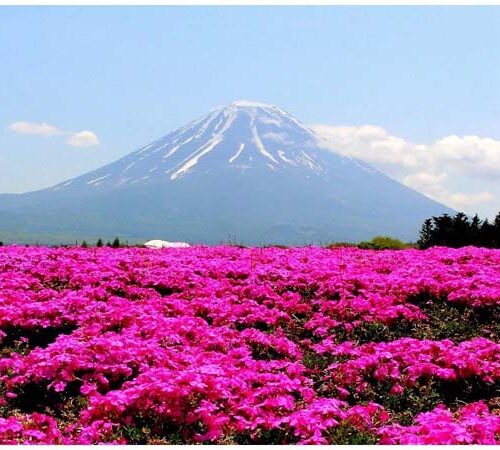 DU LỊCH NHẬT BẢN – OSAKA – KYOTO – PHÚ SĨ – TOKYO MÙA HOA TỬ ĐẰNG TỪ HÀ NỘI 2026