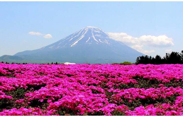 DU LỊCH NHẬT BẢN – OSAKA – KYOTO – PHÚ SĨ – TOKYO MÙA HOA TỬ ĐẰNG TỪ HÀ NỘI 2026