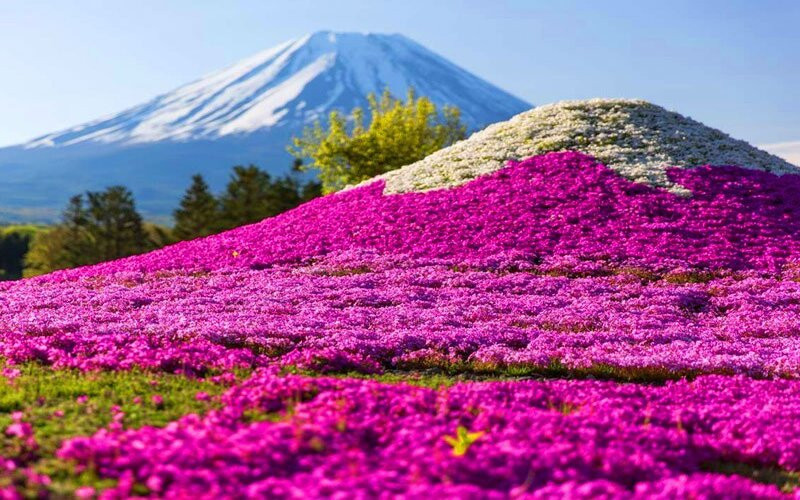 Khám phá lễ hội Fuji Shibazakura (Hoa Chi Anh)